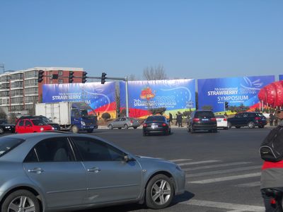 草莓节，一个草莓没看见