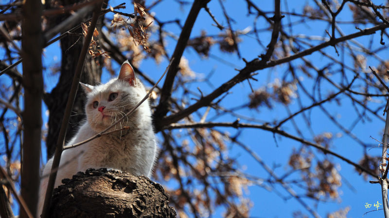 冬猫.jpg