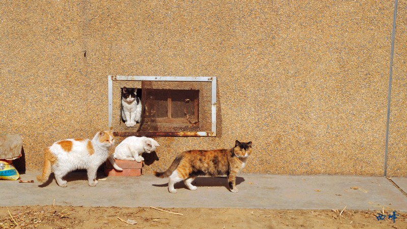 四只猫.jpg