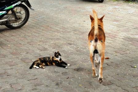 普吉岛寺庙中的猫猫狗狗