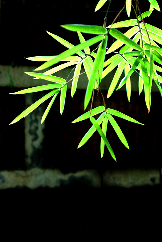 照片 1200_副本.jpg