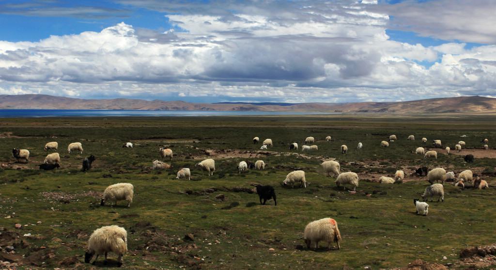 我的天堂之旅“西藏风光”