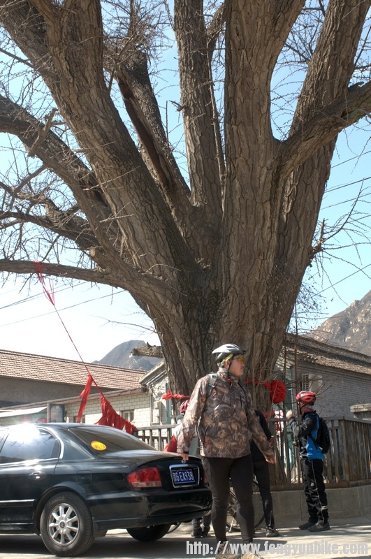 村里的800年银杏树