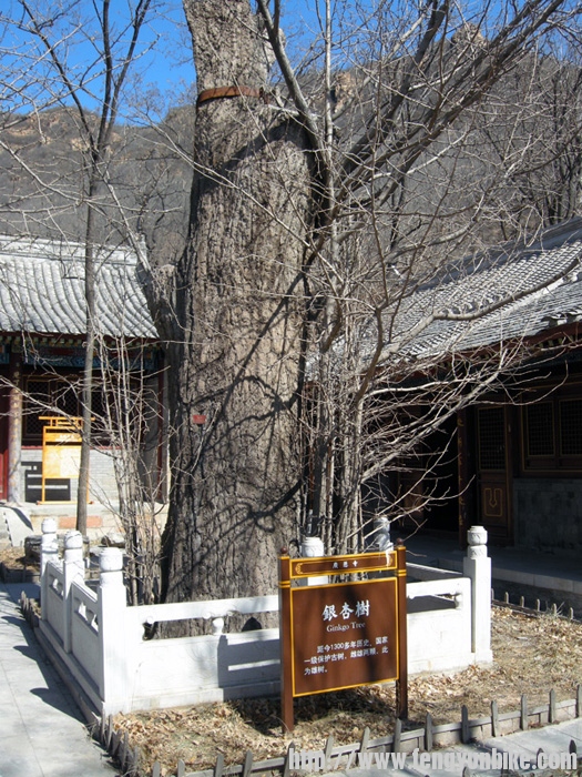 1300年的银杏树31.jpg