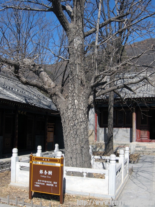 1300年的银杏树31-2.jpg