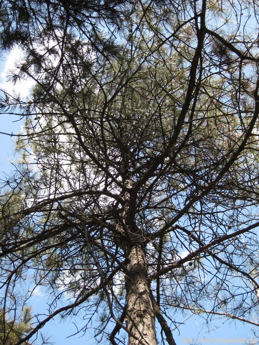 IMG_1558 (复制).JPG