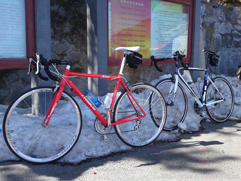 靠在雪堆上的双驹