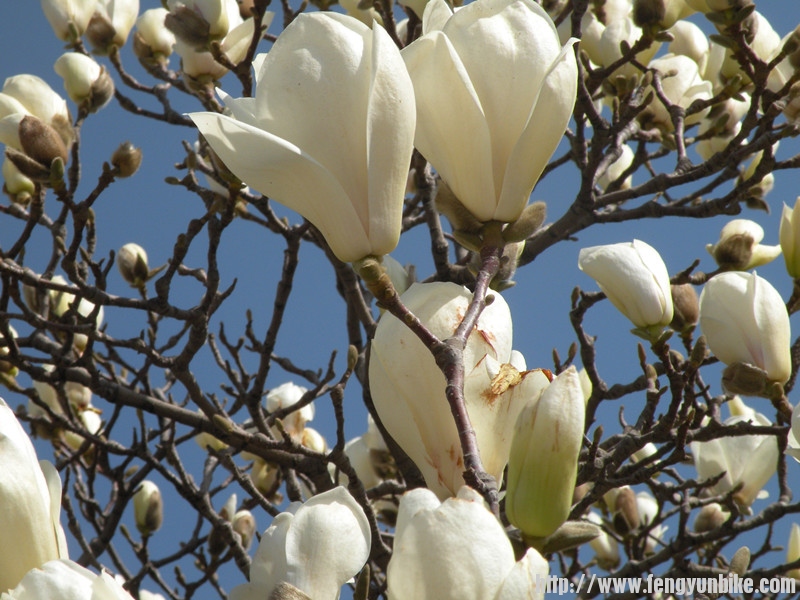 2012.4.3.中山公园 (6)_副本.jpg