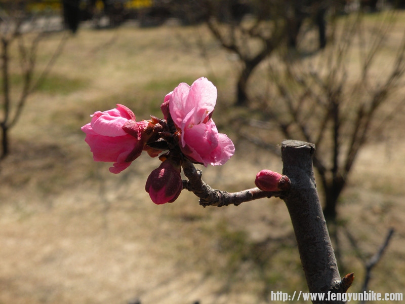 2012.4.3.中山公园 (7)_副本.jpg