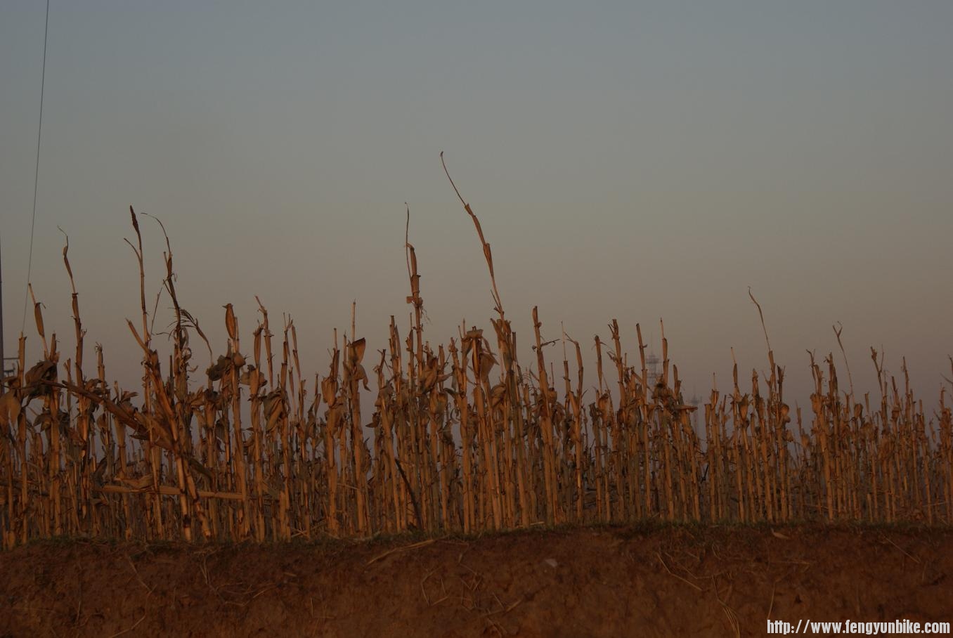 枯黄的玉米杆1.JPG