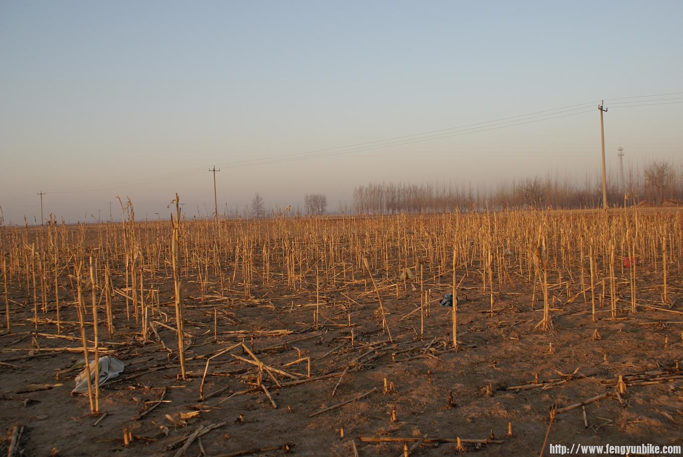 枯黄的玉米杆2.JPG