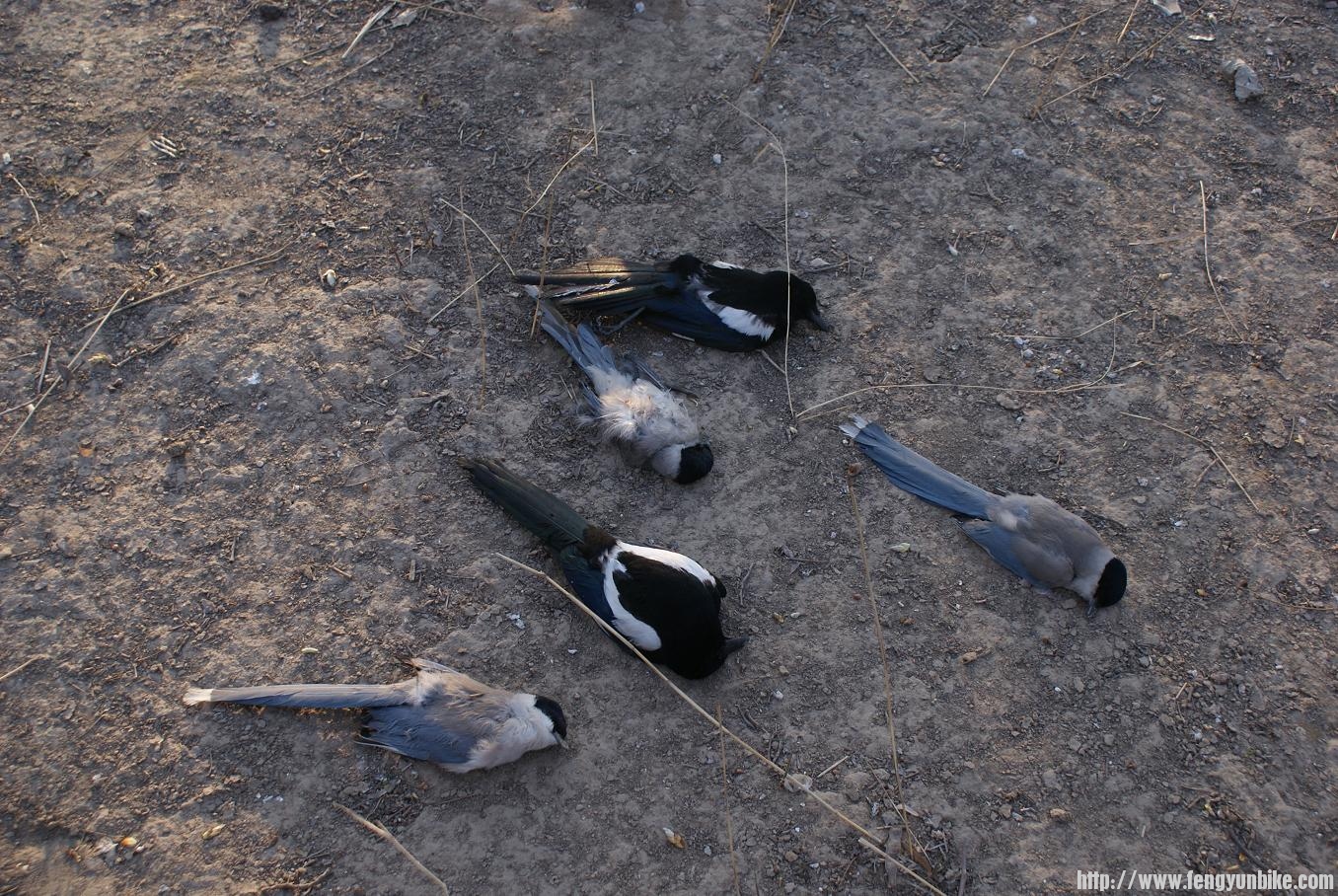 可怜的大量死鸟.JPG