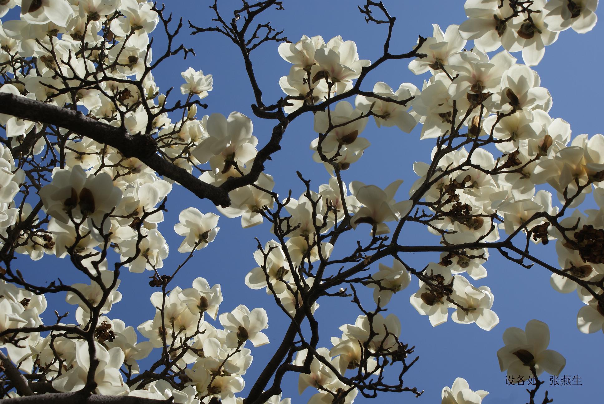 蓝天中的玉兰花（燕子）