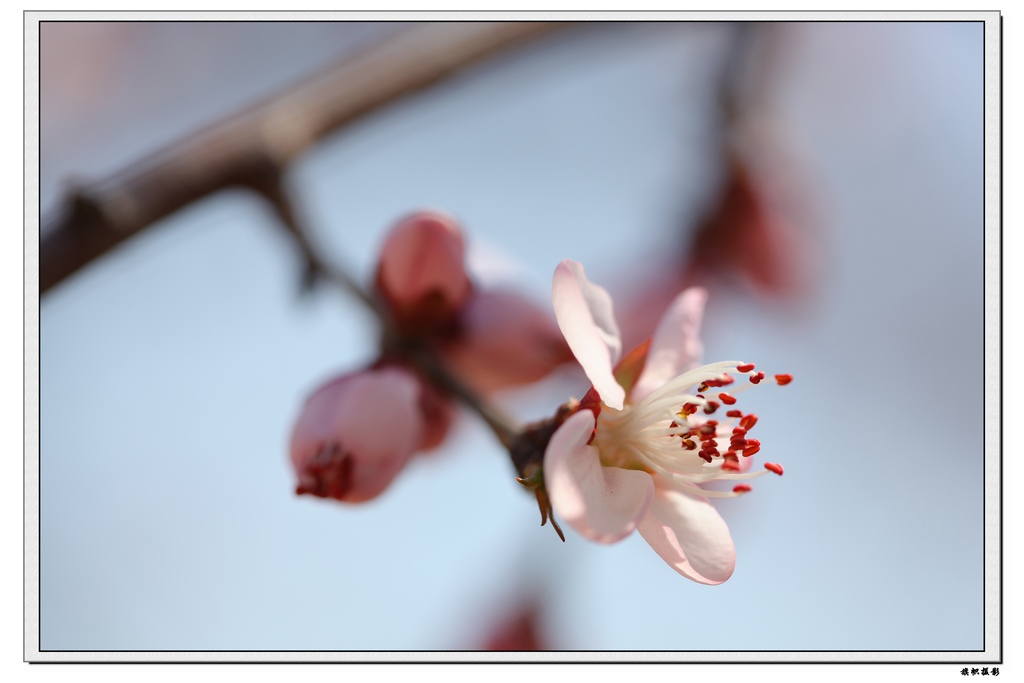 路边的野花随便拍