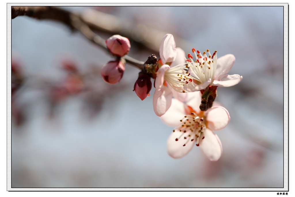 路边的野花随便拍