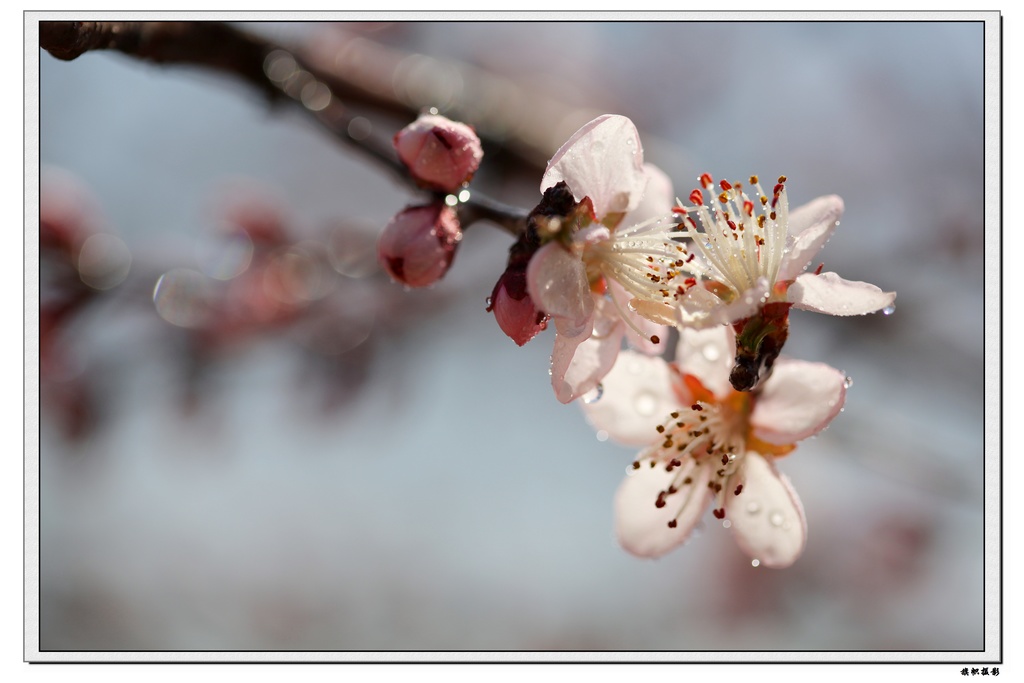路边的野花随便拍
