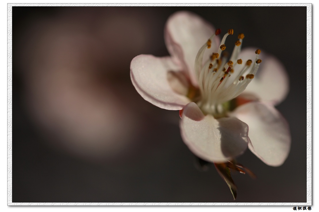 路边的野花随便拍