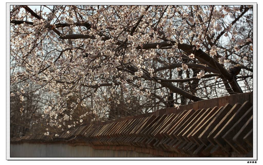 路边的野花随便拍