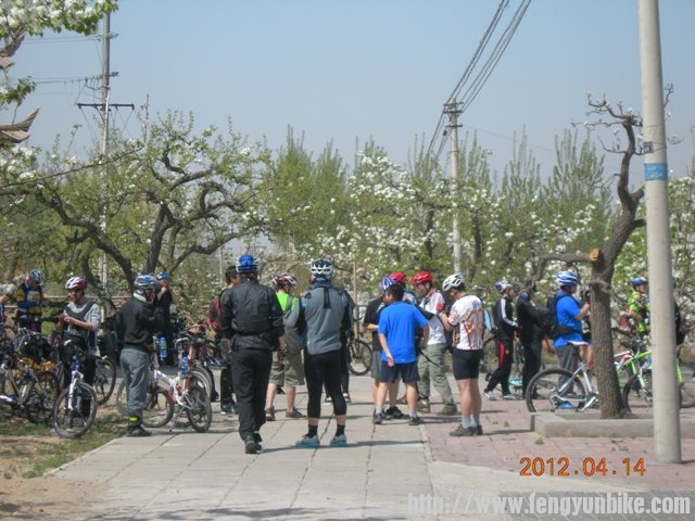 大家在梨园里赏花拍照。