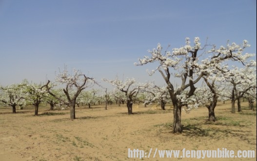 梨园2.jpg