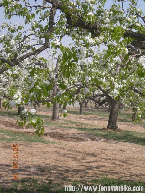 忽如一夜春风来