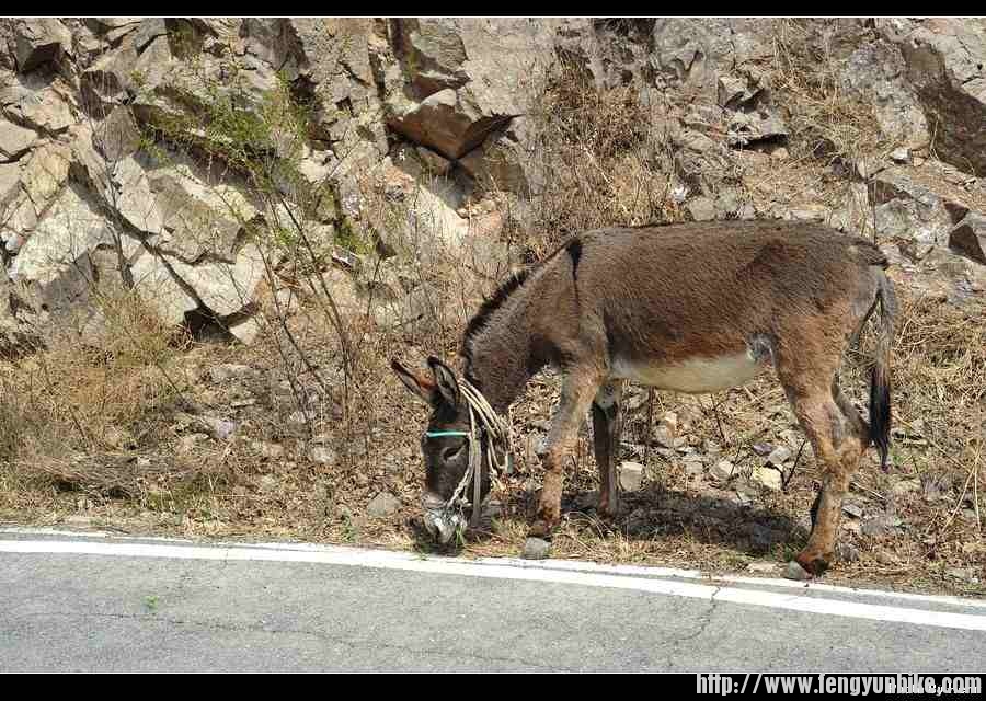25路遇一头驴，任我百般挑逗始终对我爱答不理。.jpg