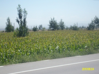 ALIM1711 (320x240).jpg