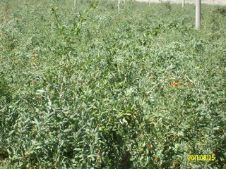 ALIM1729 (320x240).jpg