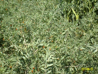 ALIM1732 (320x240).jpg