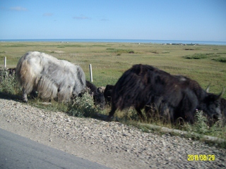 ALIM1771 (320x240).jpg