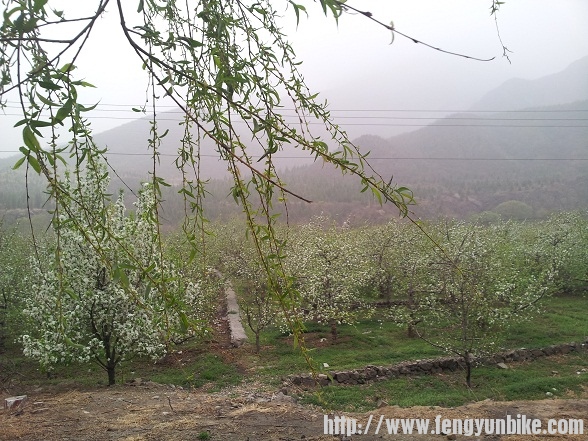 苹果园1.jpg