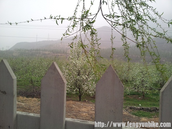 苹果园2.jpg