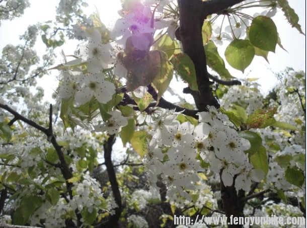 雪白的梨花.jpg