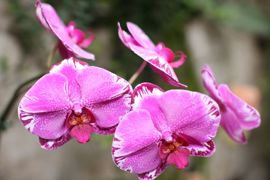 Singapore March 2012 356.jpg