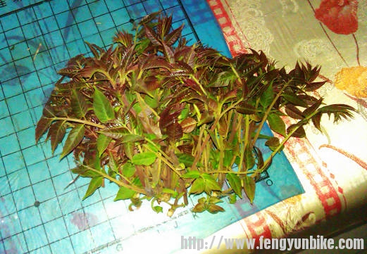 自家的香椿，超级香