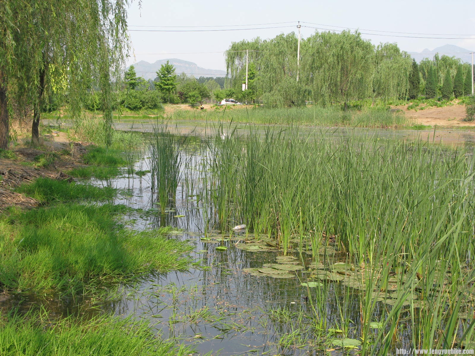 25花家湿地7.JPG