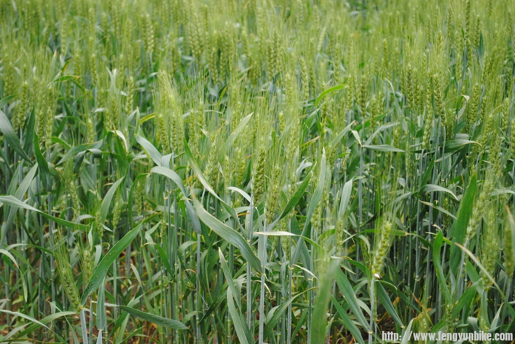 回来的路上的小麦