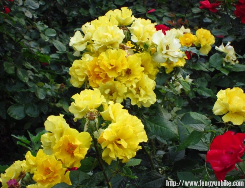 4,  花儿朵朵开1：北二环辅路旁的美丽月季.jpg