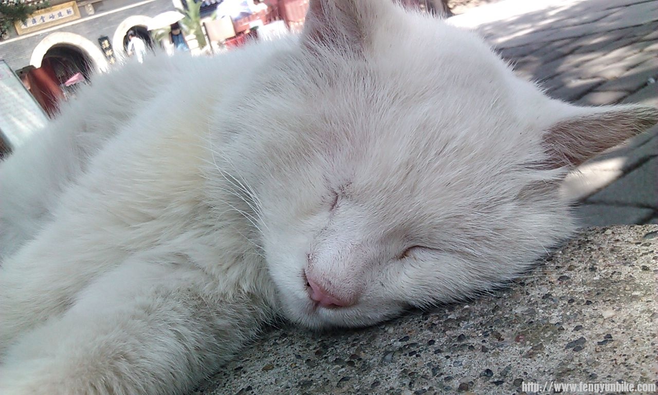 潭柘寺门口的懒猫