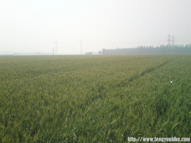 骑到麦田里去了