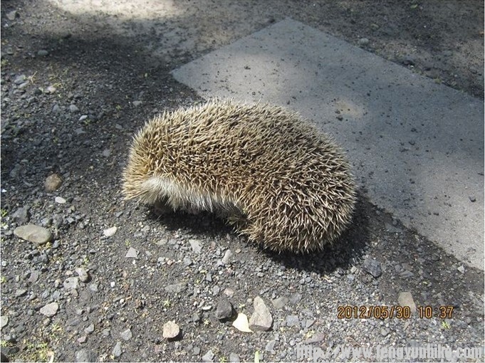 遇到路中间的小刺猬.jpg