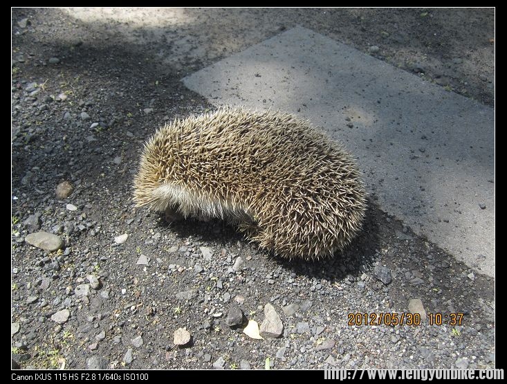 这就是路上偶遇的刺猬