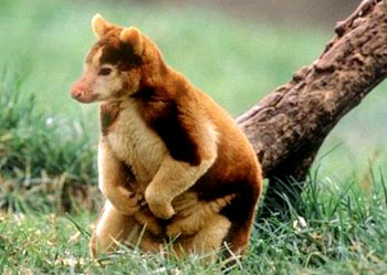 Dendrolagus lumholtzi.jpg