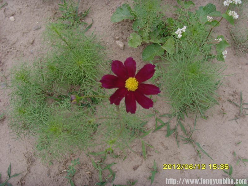 SNV30082 - 副本.jpg