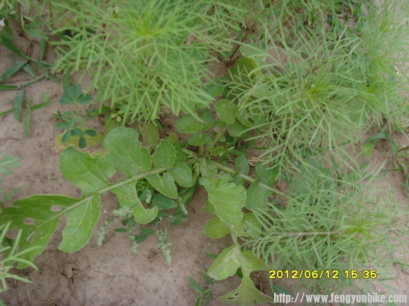 SNV30084 - 副本.jpg