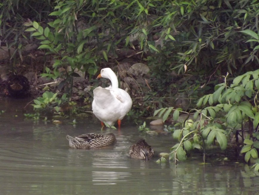 鸡鸭鹅？鸡呢？.jpg