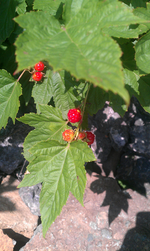 野果子，啥名不知道，但肯定好吃