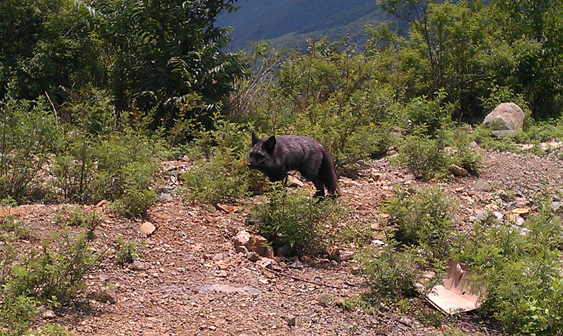 一只黑狐，一会又出现另一只