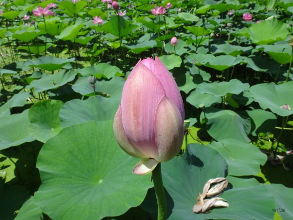 conew_dsc00139.jpg