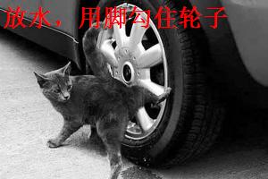 小猫撒尿.jpg